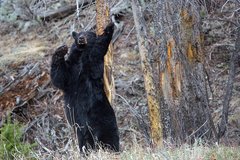 Aufrecht stehender Schwarzbär reibt seinen Rücken am Baumstamm