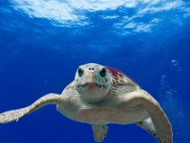Schildkröte im blauen Meer.