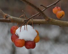 Amsel mit halbem Apfel im Schnee.