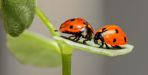 Zwei Marienkäfer auf einem Blatt