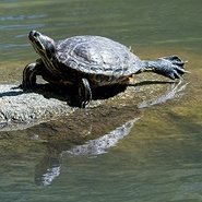 Rotwangen-Schmuckschildkröte auf Stein