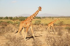 Zwei Giraffen in der Savanne in Afrika.