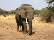 Afrikanischer Elefant in der Steppe
