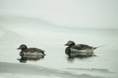 Eis-Enten-Pärchen auf dem winterlichen Meer.