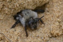 Biene im Sandloch