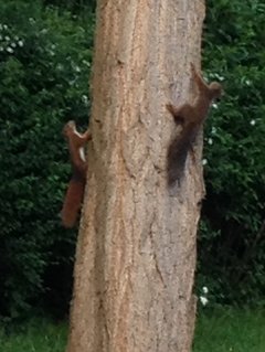 Zwei Eichhörnchen an Baumstamm