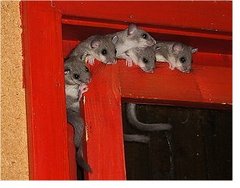 Fünf Jungtiere klemmen an einem Fensterrahmen.
