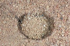 Kokon eines Ameisenlöwen im Sand