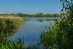 In der Heide- und Teichlandschaft Oberlausitz in Sachsen wurden schon seit dem Mittelalter Teiche zur Fischzucht angelegt. Sie sind heute Lebensraum für viele seltene Arten. <i>(Foto: J.-H. Janßen cc-by-sa 4.0)</i>