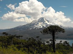 Alte chilenische Araukarie vor einem Vulkan in Chile.