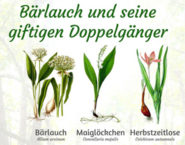 Zeichnung der drei Pflanzen Bärlauch, Maiglöckchen und Herbstzeitlose