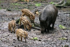 Wildschwein mit Frischlingen