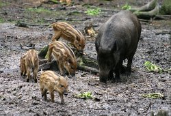 Wildschweinsau mit Frischlingen
