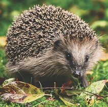 Igel im Gras mit Herbstblättern