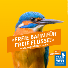 Wahlplakat des Eisvogels