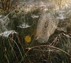 Spinnennetze im Gras