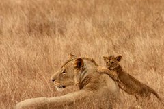 Löwin mit Jungtier in der Savanne