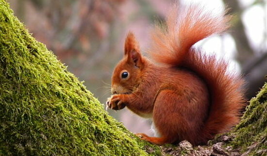 Eichhörnchen. Foto: 4028mdk09 CC-BY SA, wikimedia commons Eichhörnchen In Einer AstGabel.