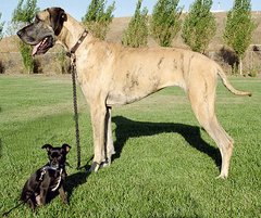 Deutsche Dogge und Chihuahua im Größenvergleich