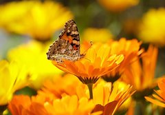 Schmetterling auf Ringelblume