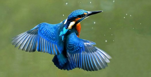 Eisvogel Im Flug