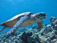 Karettschildkröte im Meer