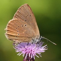 AmeisenBläuling Auf Einer Blüte.
