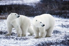 Zwei Eisbären an Land