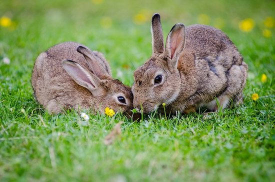 Zwei Kaninchen im Gras