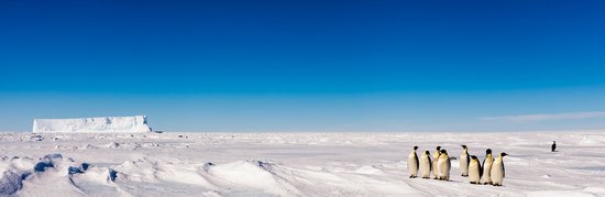 Landschaft in der Antarktis mit Kaiserpinguinen