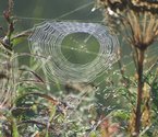 Spinnweben im Gebüsch