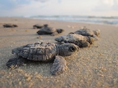 Kleine Meeresschildkröten am Strand