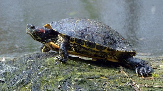 Rotwangen-Schmuckschildkröte auf einem Stein im Gewässer