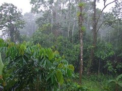 Regen im Regenwald