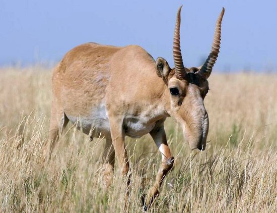 Saiga-Antilope mit Hörnern in der Mongolei