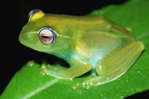 Grüner Frosch aus Madagaskar