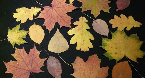 Gepresste Herbstblätter