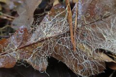 Pilzmycel auf Eichenblatt