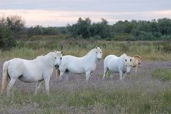 Vier Camargue-Pferde In Der Landschaft