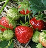 Mai bis Juli: Erdbeeren. <i>(Foto: gemeinfrei)</i>
