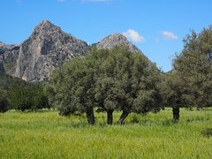 Olivenbäume vor Gebirge