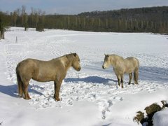 Zwei Ponys im Schnee