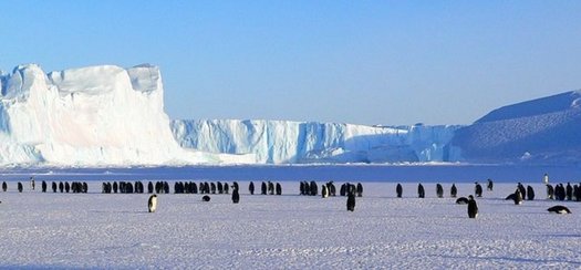 Pinguine Im Sonnenschein Auf Dem Eis In Der Antarktis