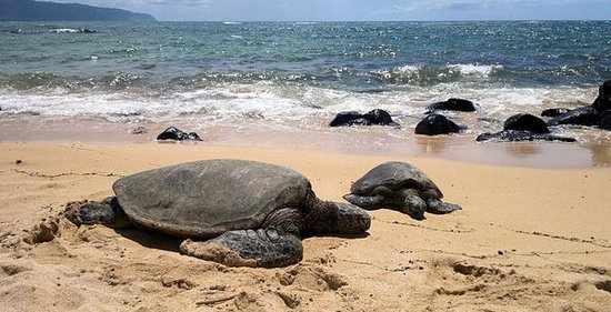 Zwei Meeresschildkröten am Strand