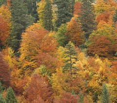 Bunter MischWald Im Herbst.