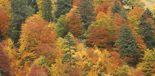 Bunter MischWald Im Herbst.