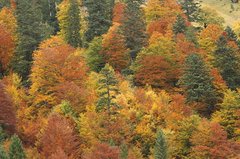 Bunter Mischwald im Herbst