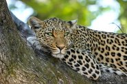 Jaguar auf Baum