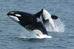 Orcas springen