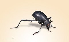 Nebeltrinker-Käfer 